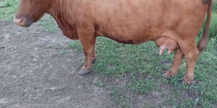 Sprague’s Alyssa & Grandma’s Sue Ellen (Heifer Calf at Side)