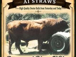 Straws-Briarwood-Blaze-OGlory