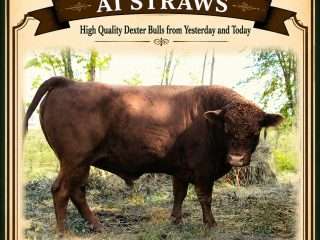 Straws-FF-Freedoms-Aries