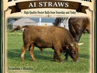 Straws-Grandmas-Houdini