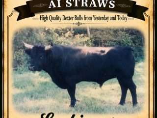 Straws-Lochinvar-