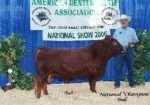 White-O-Morn Chief AI Straws from 2x National Grand Champion Bull