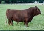 White-O-Morn Chief AI Straws from 2x National Grand Champion Bull