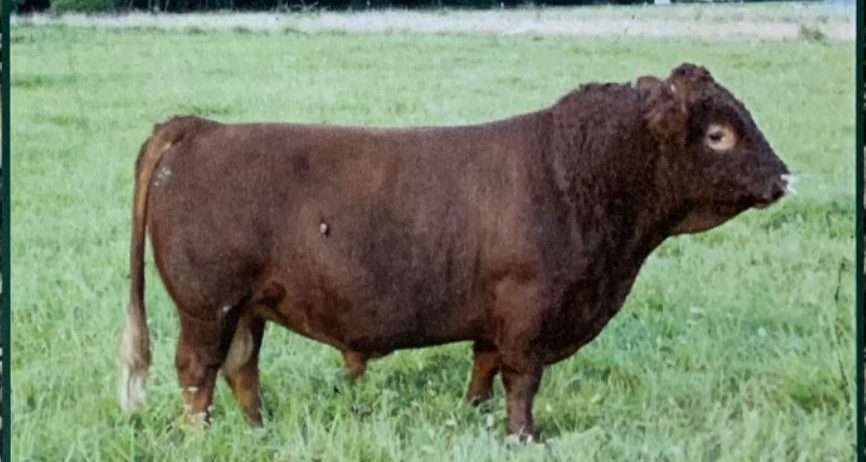 White-O-Morn Chief AI Straws from 2x National Grand Champion Bull