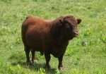White-O-Morn Chief AI Straws from 2x National Grand Champion Bull