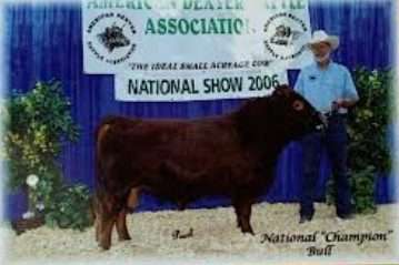 White-O-Morn Chief AI Straws from 2x National Grand Champion Bull