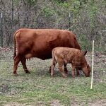 Big changes for the Homestead and small scale farmer.  Dexters could become more popular!