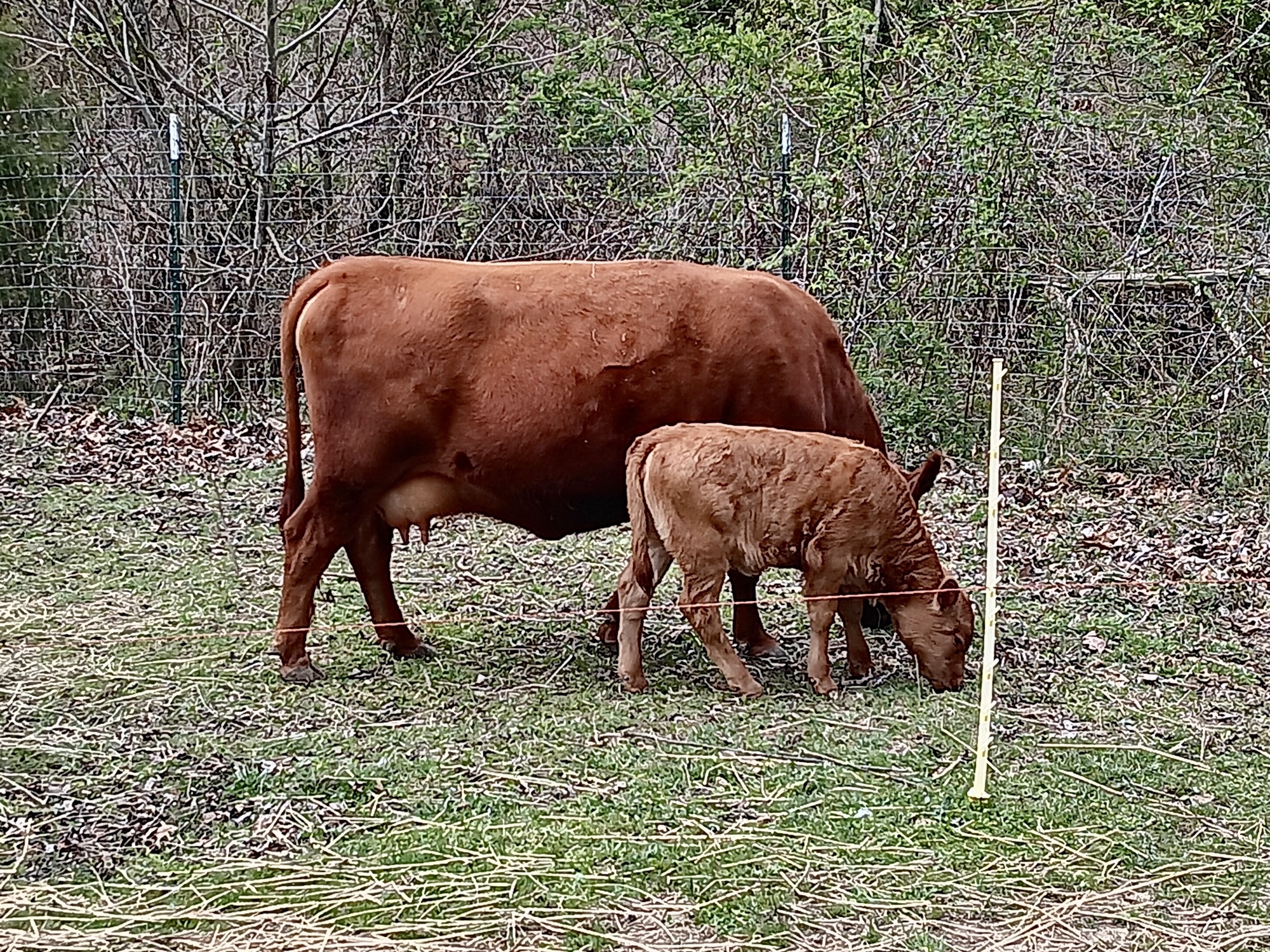 Big changes for the Homestead and small scale farmer.  Dexters could become more popular!