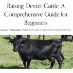 Raising Dexter Cattle