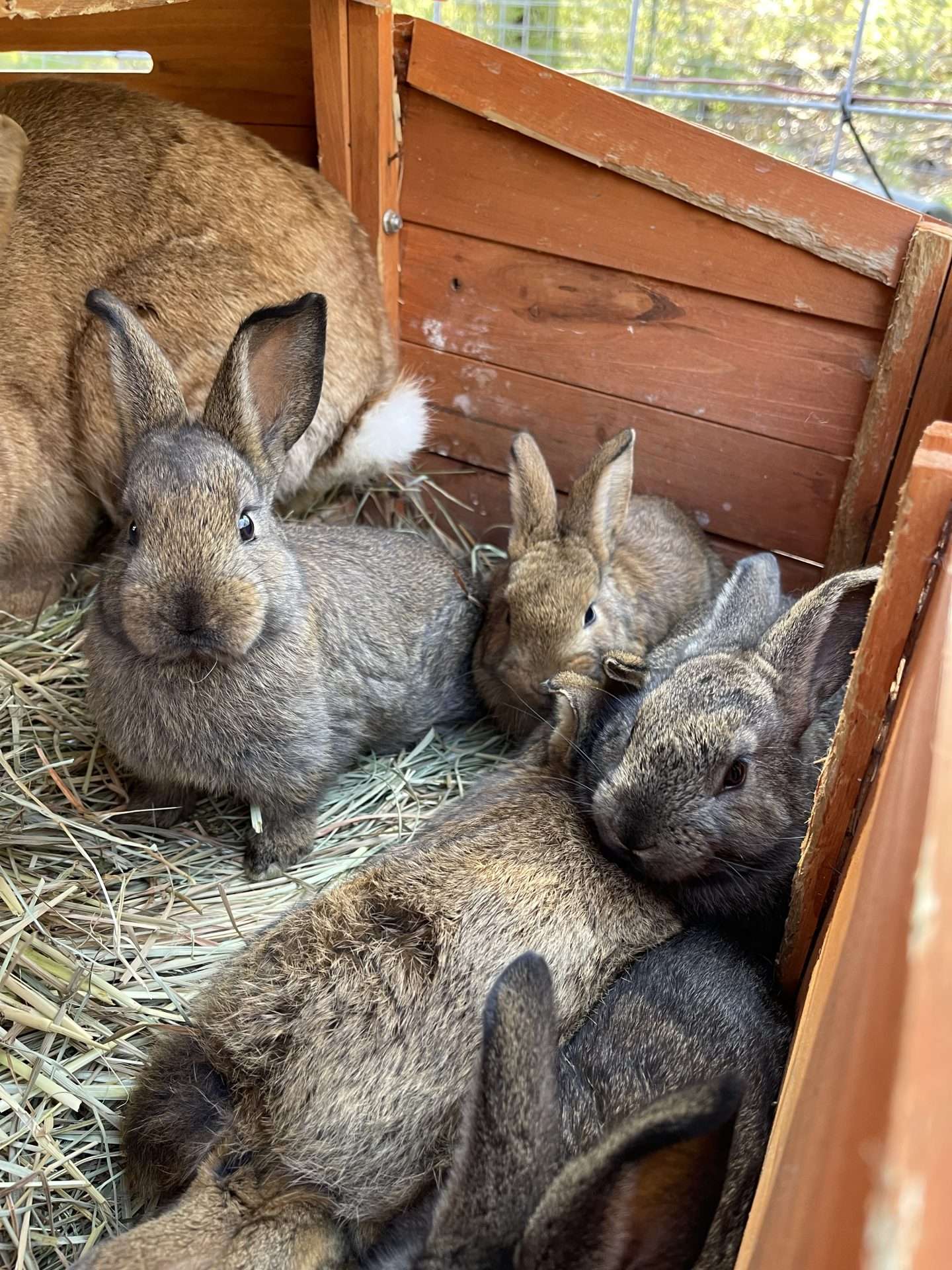 Why Rabbits Might Beat Chickens on a Small Homestead - Irish Dexter ...