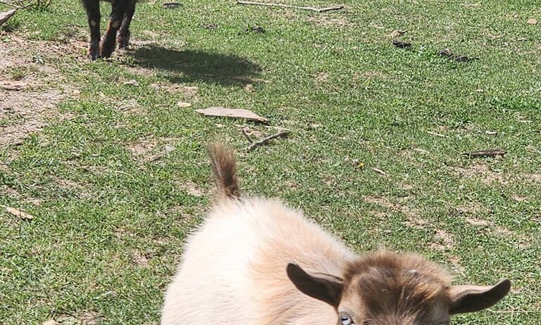 Registered Nigerian Dwarf Sires