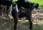 2 Polled, one disbudded and 2 horned Nubian Bucklings