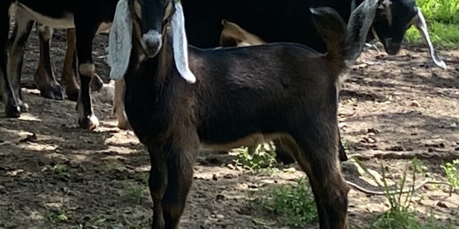 2 Polled, one disbudded and 2 horned Nubian Bucklings