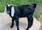 2 Polled, one disbudded and 2 horned Nubian Bucklings