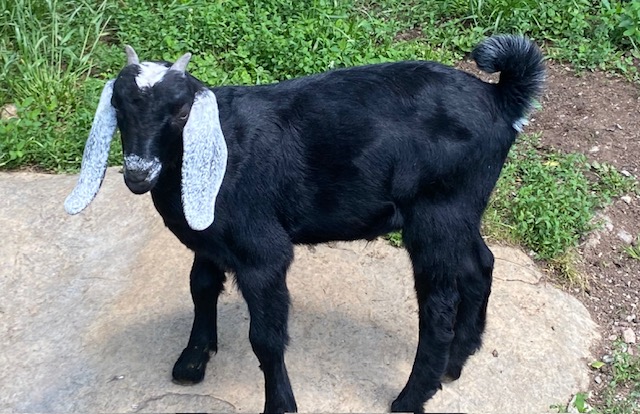 2 Polled, one disbudded and 2 horned Nubian Bucklings