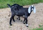 2 Polled, one disbudded and 2 horned Nubian Bucklings