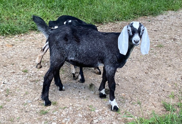 2 Polled, one disbudded and 2 horned Nubian Bucklings