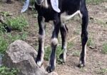 2 Polled, one disbudded and 2 horned Nubian Bucklings