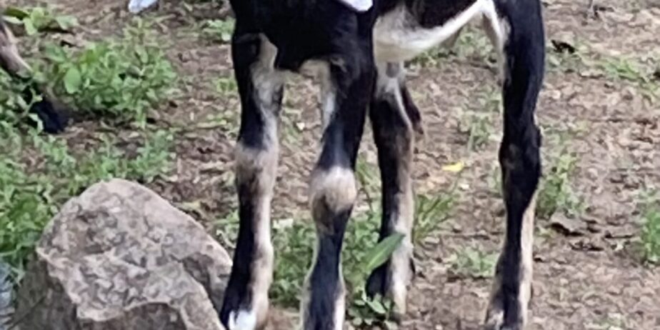 2 Polled, one disbudded and 2 horned Nubian Bucklings