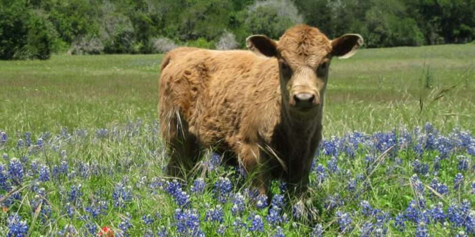 American Dexter Cattle Association Membership