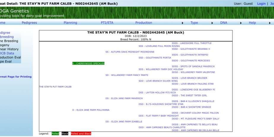 Polled American Nubian Buck