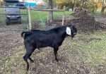 Polled American Nubian Buck