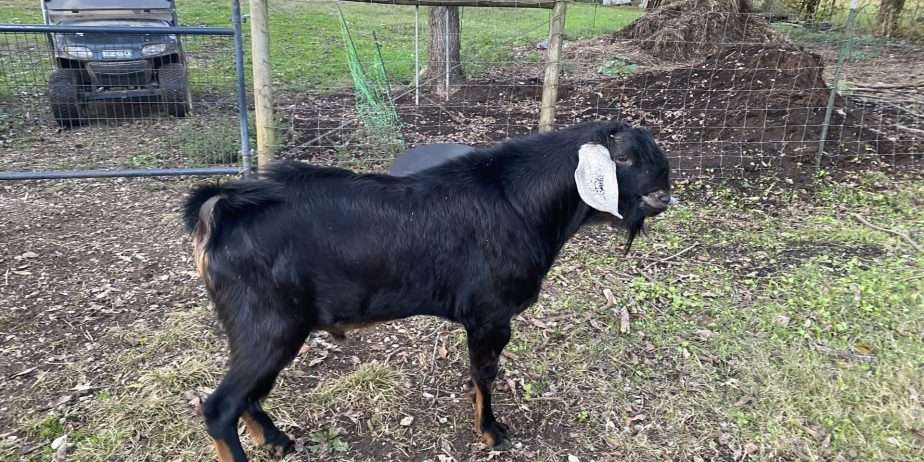 Polled American Nubian Buck