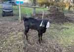 Polled American Nubian Buck