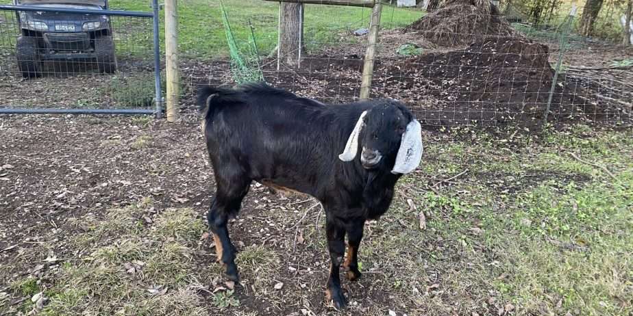 Polled American Nubian Buck