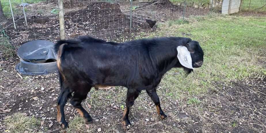 Polled American Nubian Buck