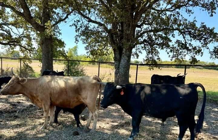 Cow calf pair