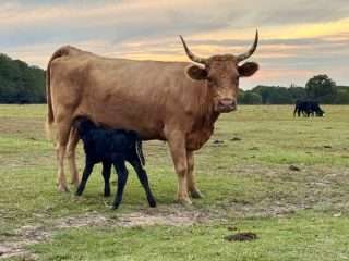 att.x6mNh46I0ubTQZnG3qosy_CFziU6e4PiIJ5voK5D4fM