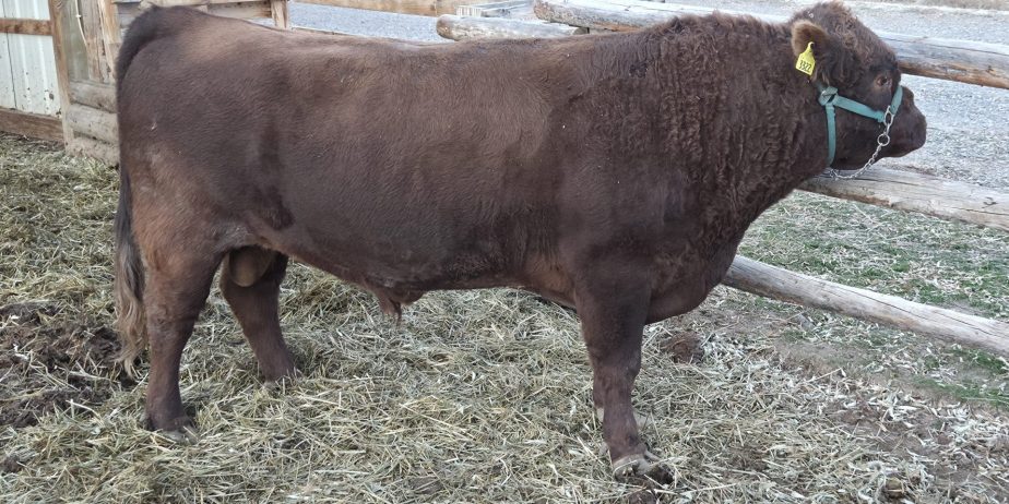 Williams Ranch Mr Sparky