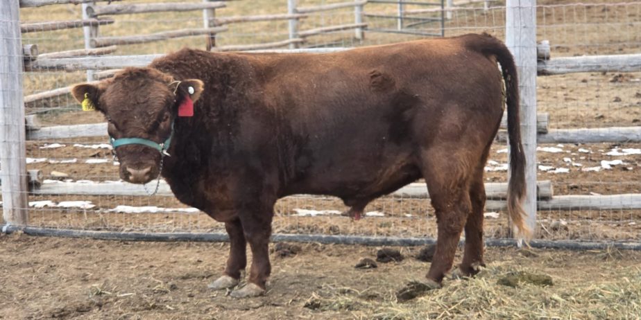 Williams Ranch Mr Sparky