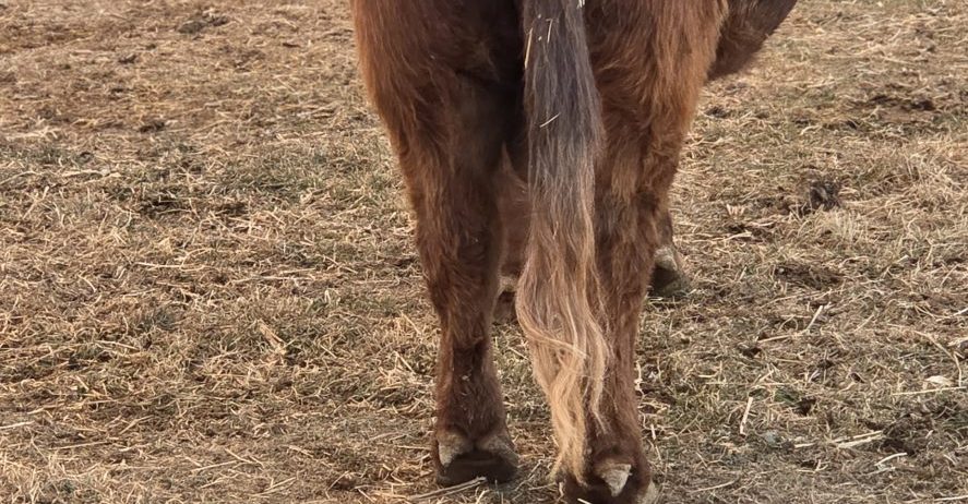 Williams Ranch Mr Sparky