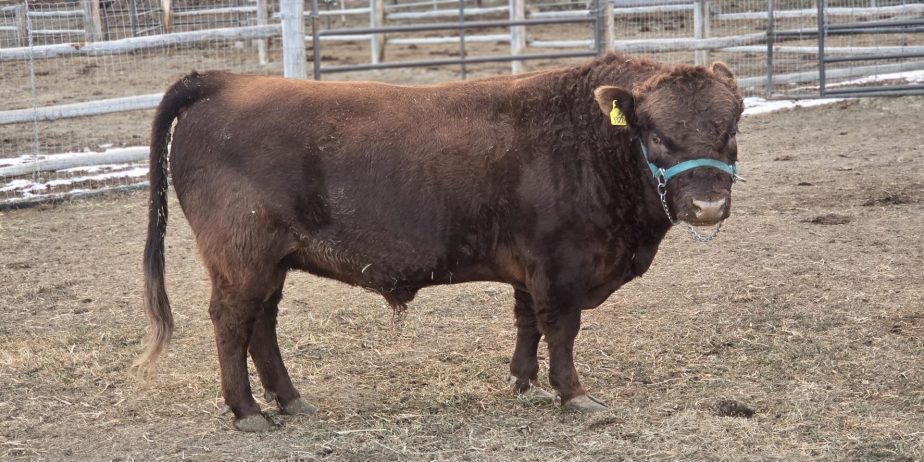 Williams Ranch Mr Sparky