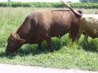 FF-Freedoms-Hot-N-Humid2