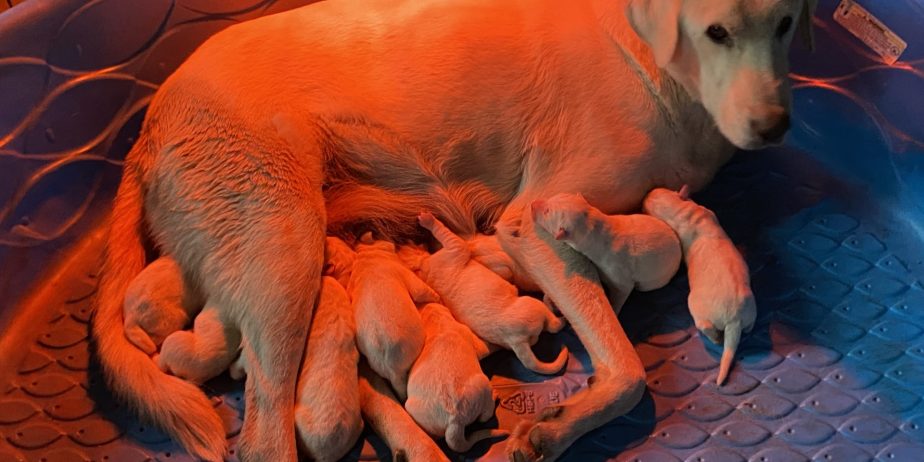 Akbash Guardian Pups