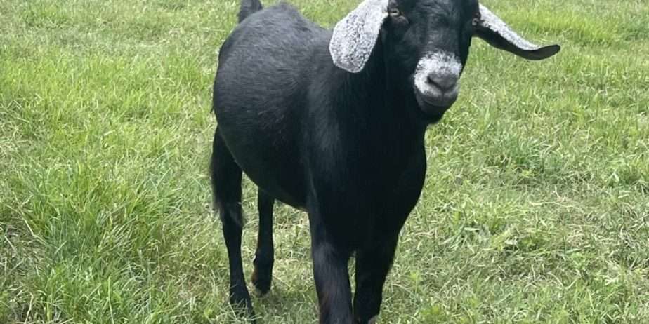 Goats – buck/bucklings