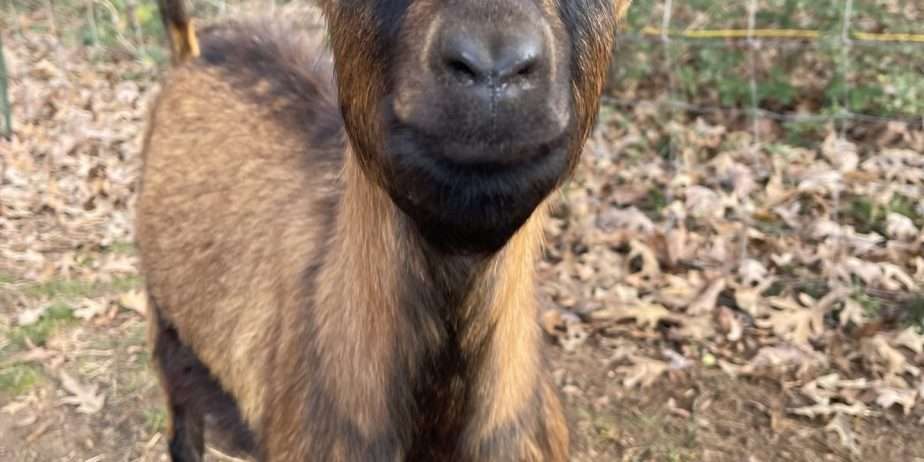 Goats – buck/bucklings