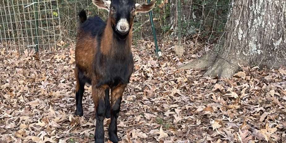 Goats – buck/bucklings