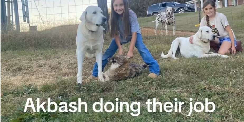 Akbash Guardian Pups