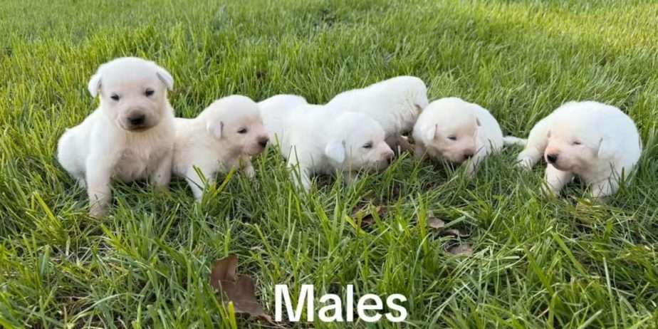 Akbash Guardian Pups