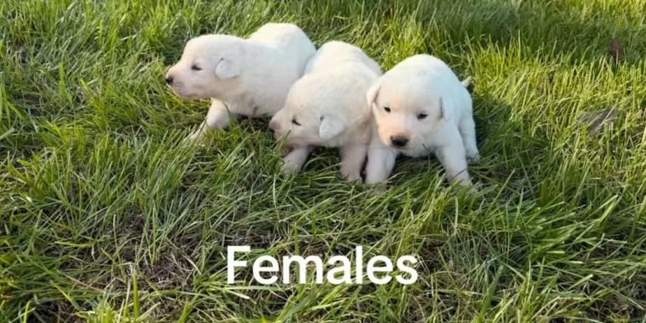 Akbash Guardian Pups