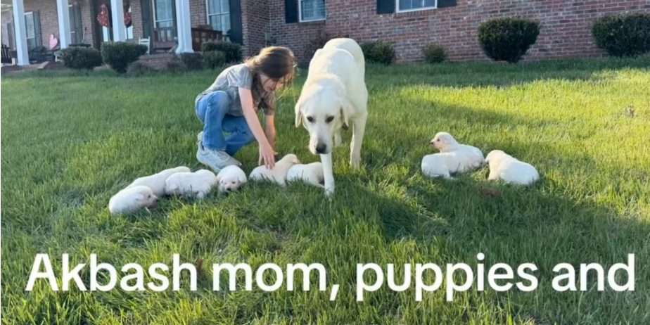 Akbash Guardian Pups