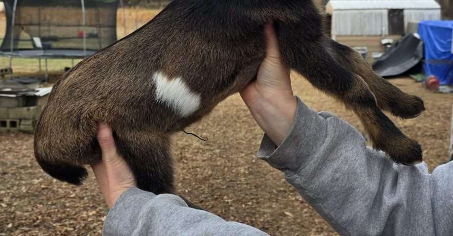 Mini Nubian Buckling