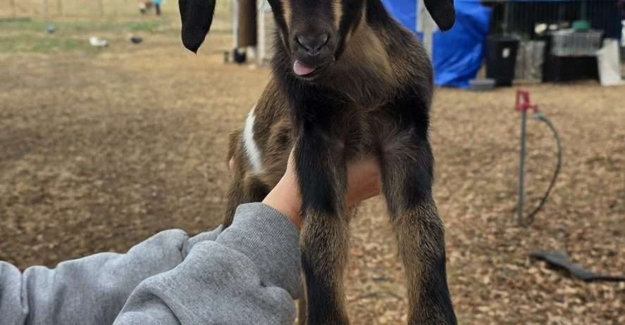 Mini Nubian Buckling