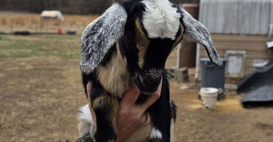 Mini Nubian Doeling