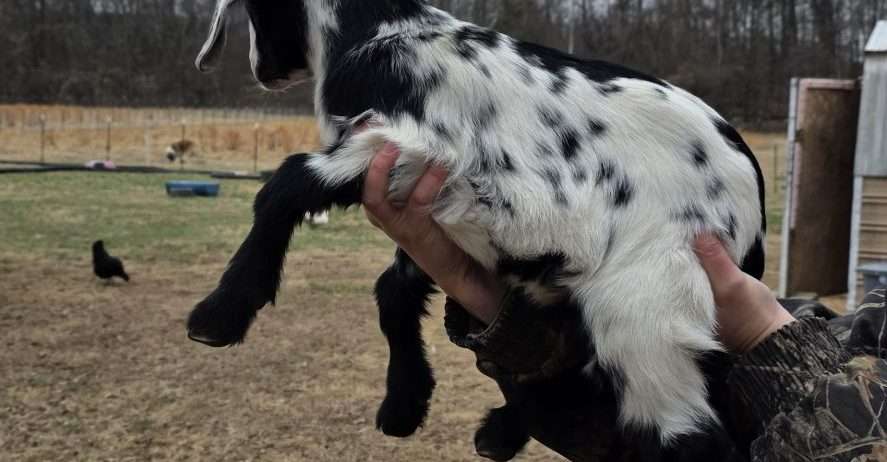 Pending Mini Nubian Doeling