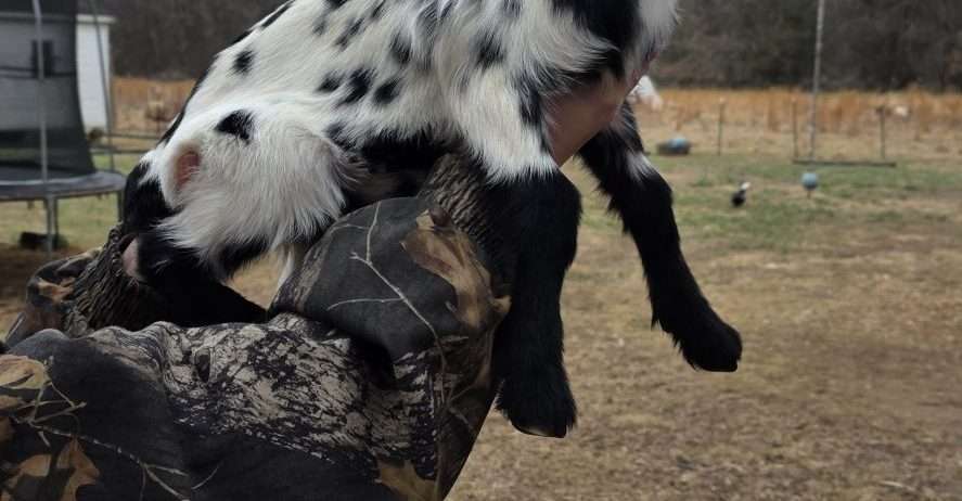 Pending Mini Nubian Doeling